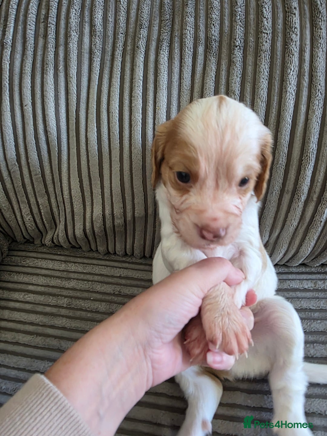 Sprocker dogs for sale: Beautiful sprocker puppies - Image 2