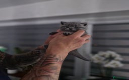 British Shorthair cats for sale: Beautiful British Short hairs kittens for sale - Image 19