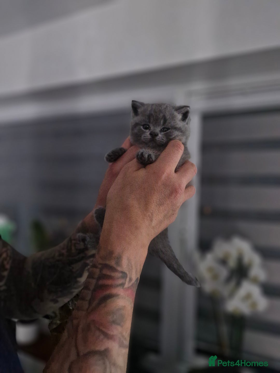 British Shorthair cats for sale: Beautiful British Short hairs kittens for sale - Image 19