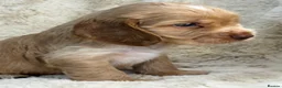 Cocker Spaniel dogs for sale: Extensively health tested show cocker spaniel pups - Advert 10