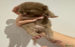 British Shorthair cats for sale: Chocolate British Shorthair Kittens - Image 10