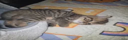 British Shorthair cats for sale: Beautiful TICA Kittens -Exceptional Pedigree Lines - Advert 13