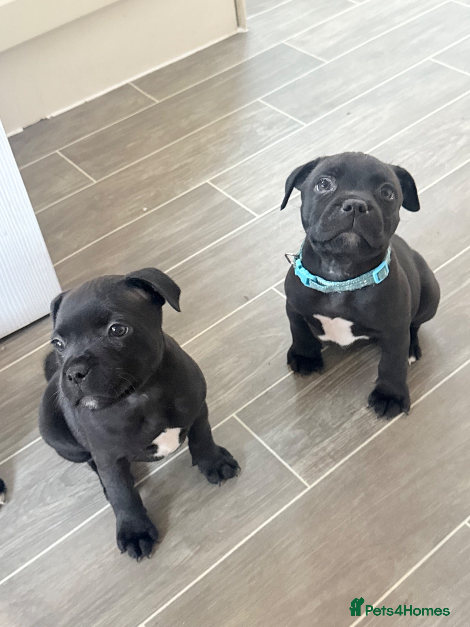 Staffordshire Bull Terrier dogs Staffy pups! 2 left. Ready to leave!  - Advert 3