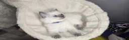 Ragdoll cats for sale: Blue point ragdolls  in Colchester - Advert 6