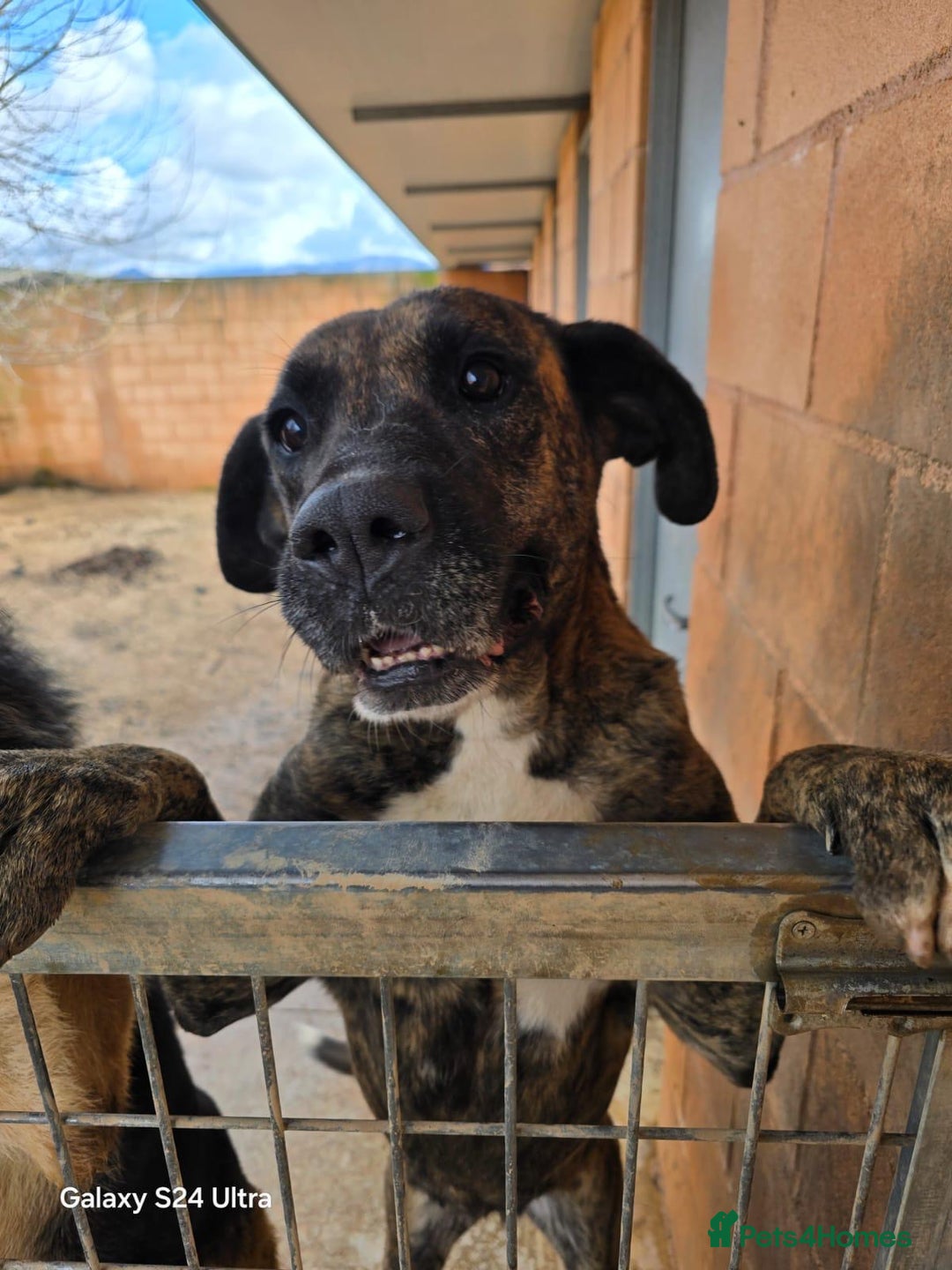 Mixed Breed dogs for adoption: ‼️🚨URGENT🚨‼️ ALMA🩷🐾 - Advert 4