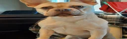 French Bulldog dogs for sale: Frenchie in Staines - Advert 2