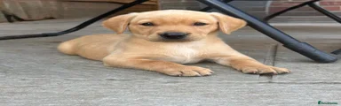 Labrador Retriever 7