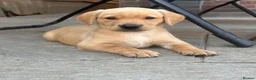Labrador Retriever dogs for sale: Working Labrador Puppies  - Advert 10