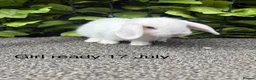 Mini Lop rabbits for sale: Adorable friendly mini lop babies  - Advert 4