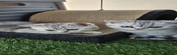 British Shorthair cats for sale: GCCF Blue BSH chunky champion lines - Advert 16