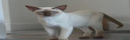 Bengal cats for sale: ☁️ BENAMESE KITTENS DUE AUGUST ☁️ - Advert 8