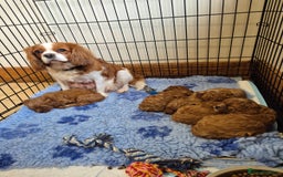 Cavapoo dogs for sale: Top quality Cavapoo pups from proven parents - Image 3