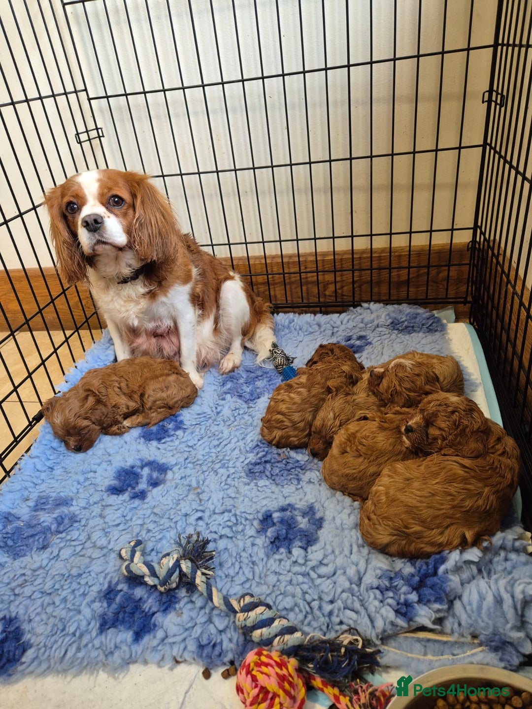 Cavapoo dogs for sale: Top quality Cavapoo pups from proven parents - Image 3