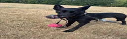 Belgian Shepherd Dog dogs for sale: Belgian Malinois Black Female  - Advert 4