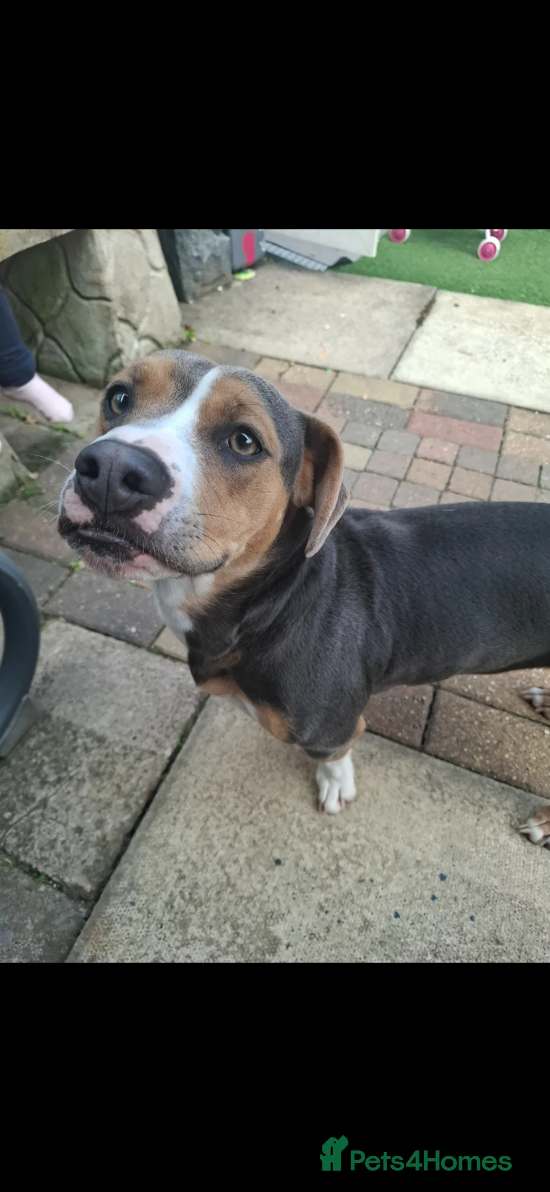 Mixed Breed dogs for sale: Ruby a Bulldog  cross sausage dog 1 year old  in Hull - Advert 3