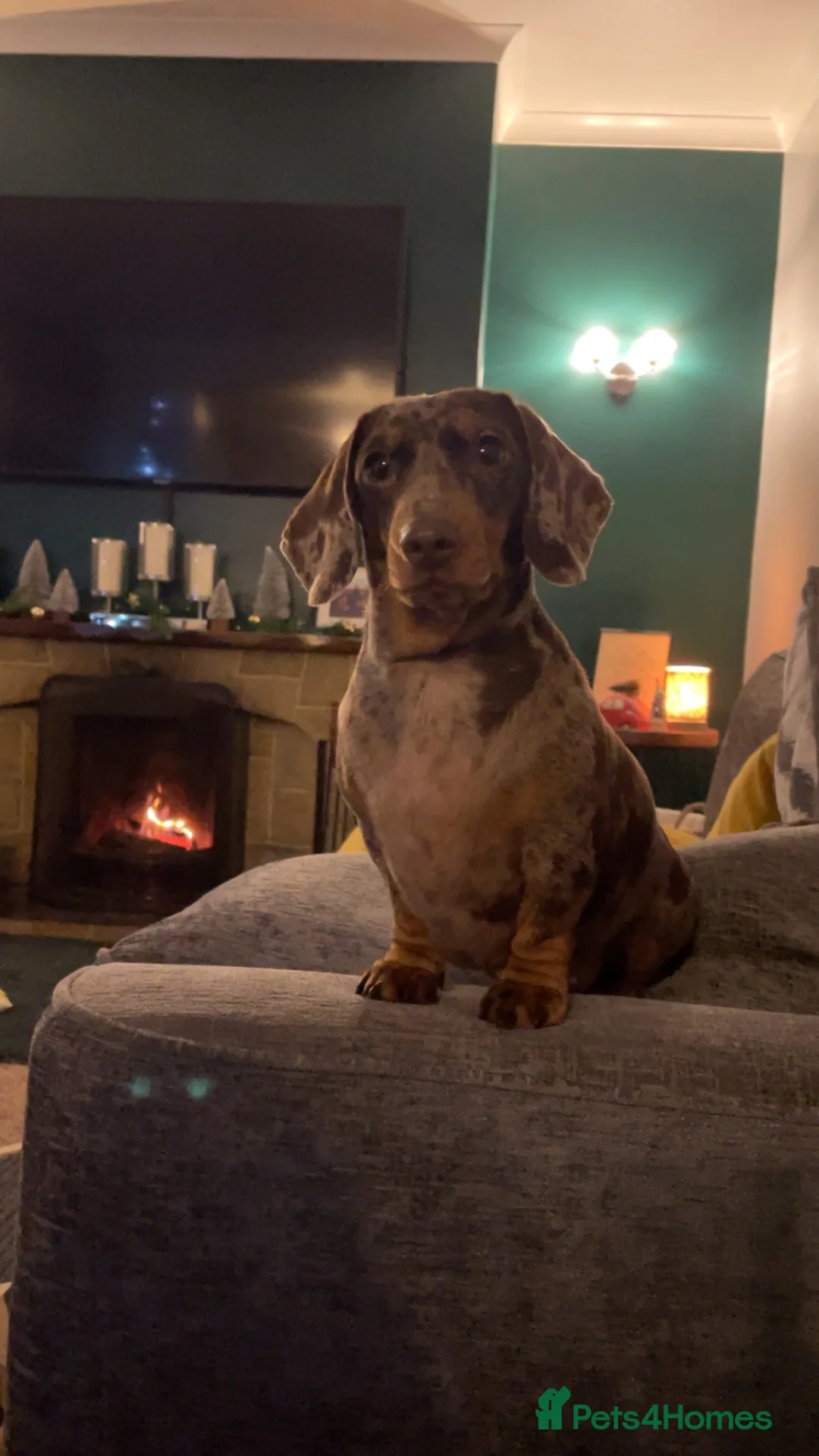 Miniature Dachshund dogs for sale: KC registered Miniature Dachshund puppies - Advert 3