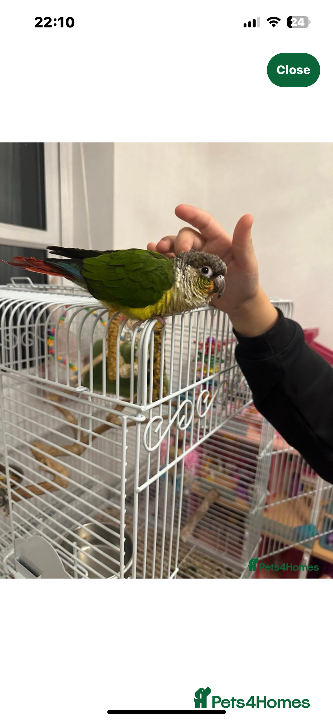 Conures birds for sale: Conure - Advert 4