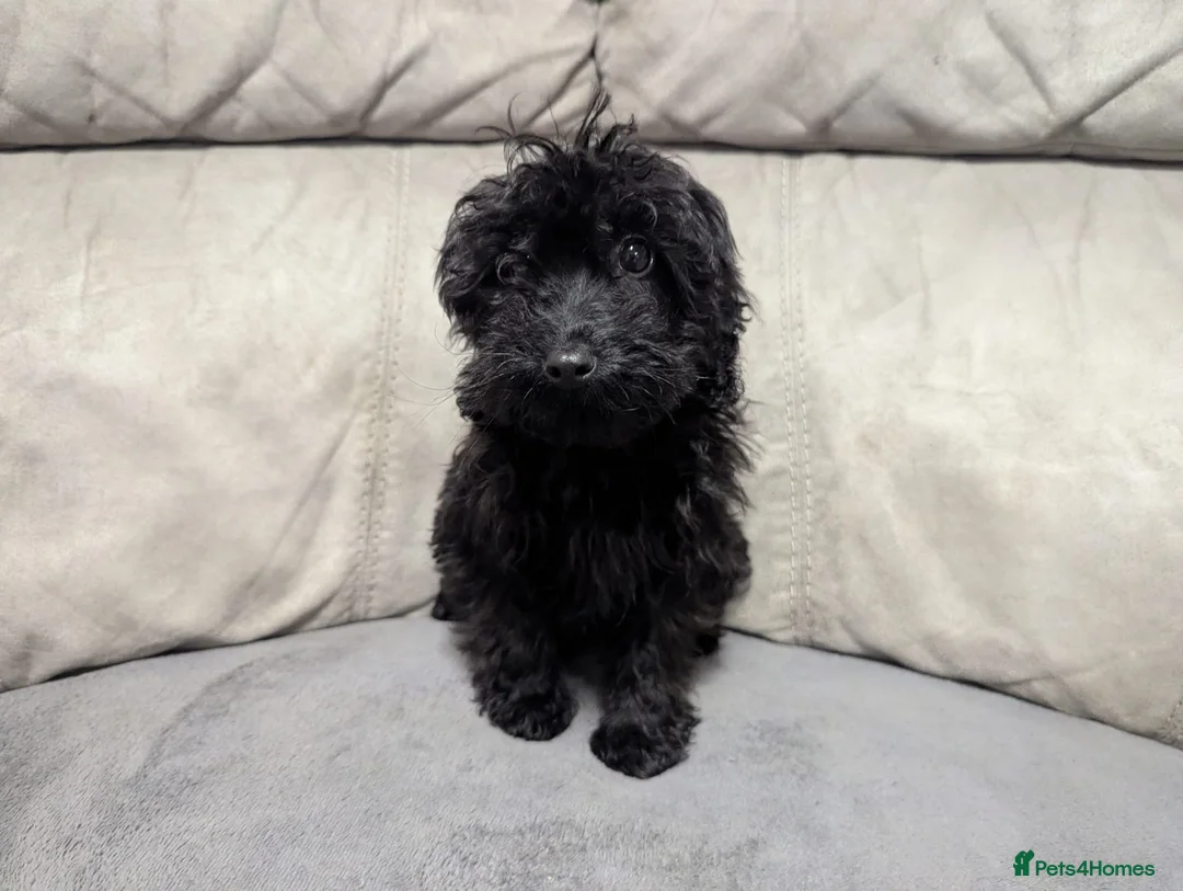 Cockapoo dogs for sale: 🐶 Black Girl (Tiny) 🐶 - Advert 11