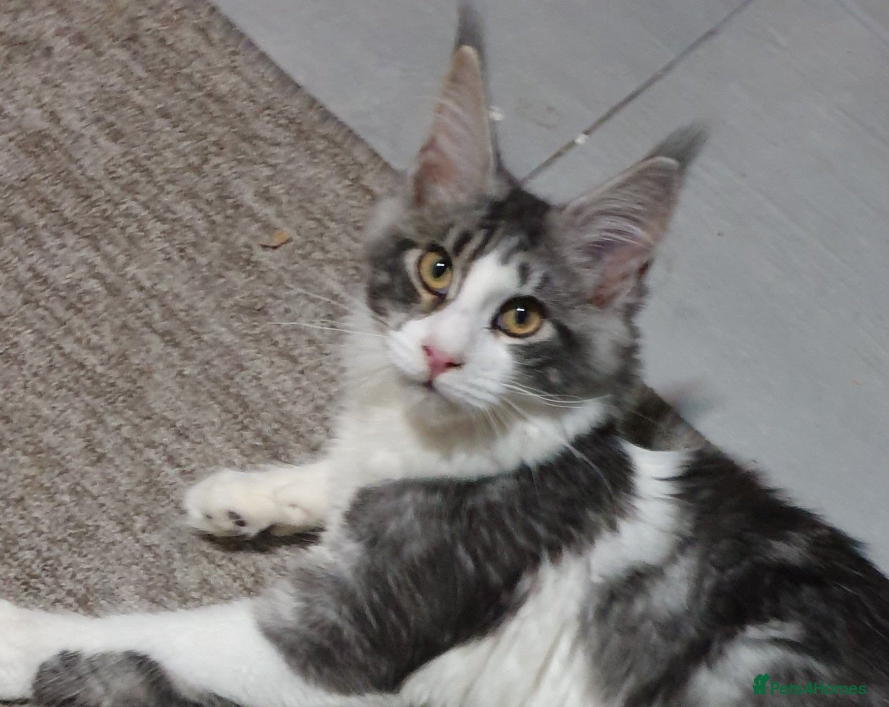 Maine Coon cats Tica registered ready now - Advert 17