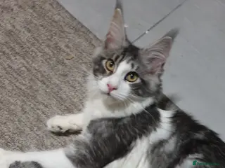 Maine Coon cats Tica registered ready now - Advert 17