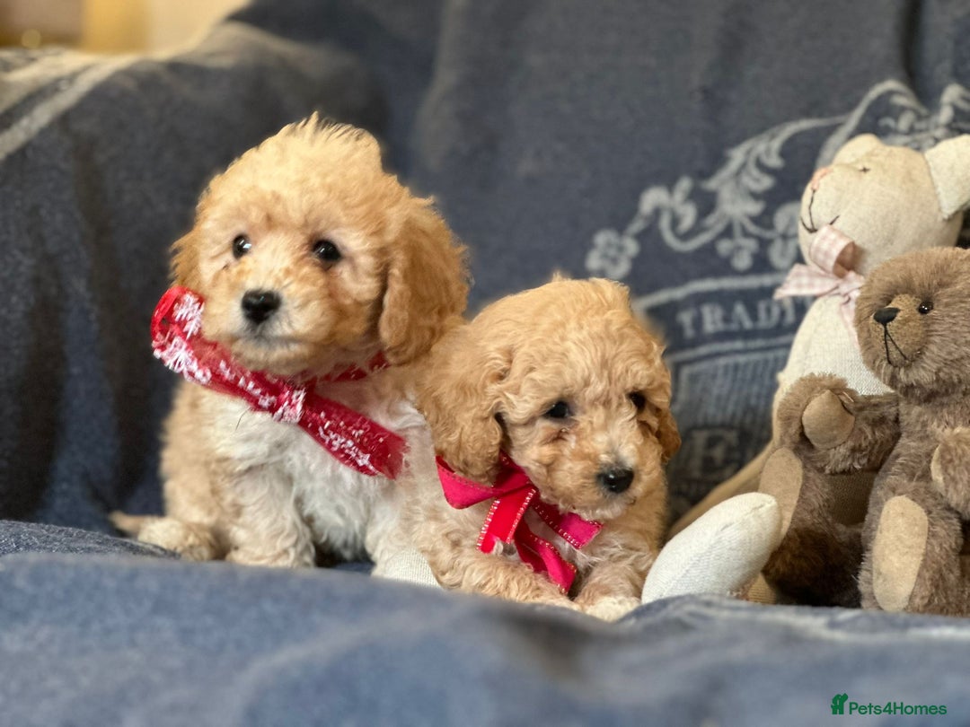 Poochon dogs for sale: Superb litter of Poochon's  - Advert 5