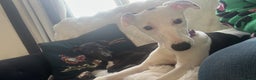 Whippet dogs for sale: Female White & Black Whippet - Advert 2