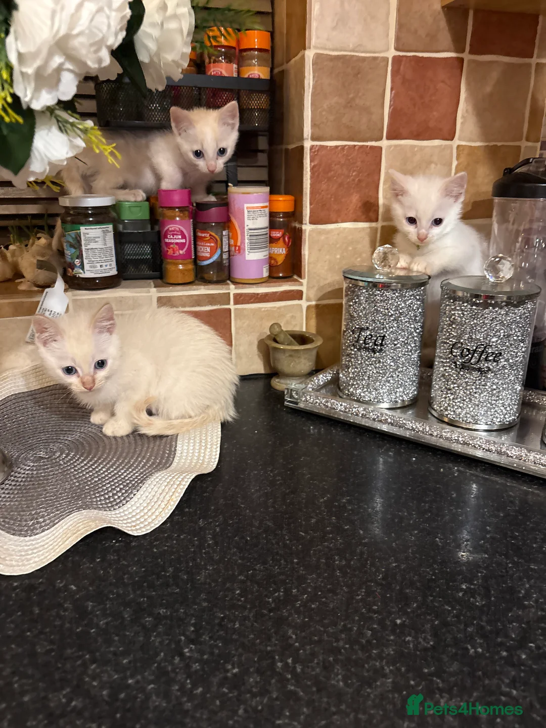 Mixed Breed cats for sale: Sphynxamese kittens  - Advert 2