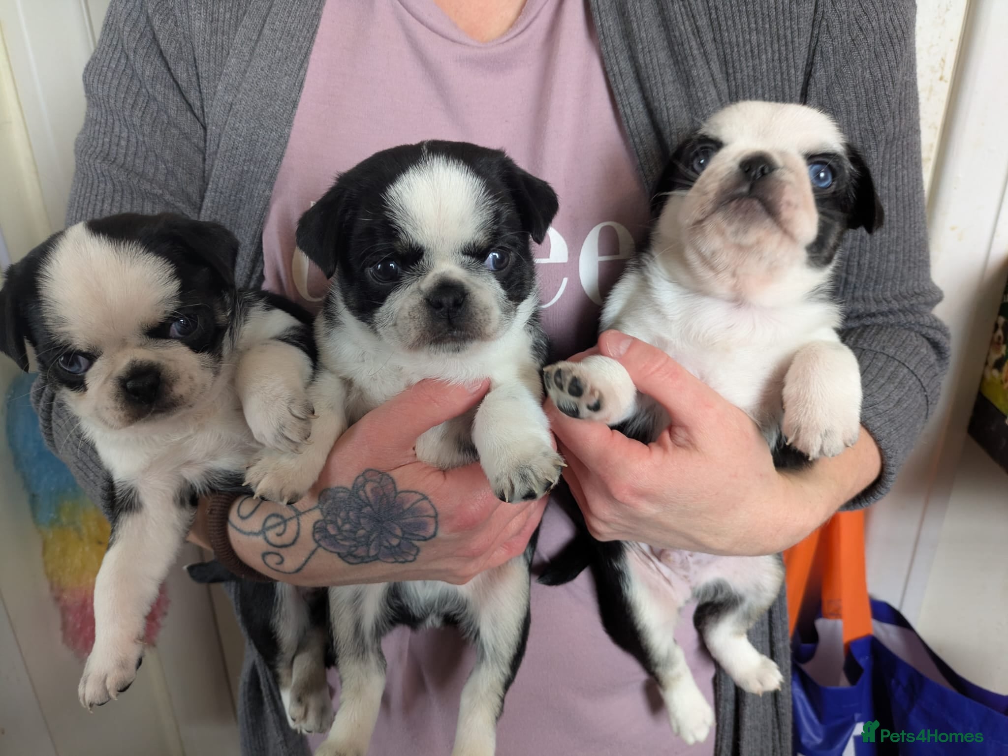 Pug dogs KC registered Pug Puppies - Advert 1