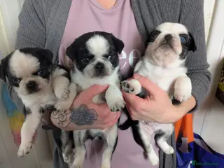 Pug dogs KC registered Pug Puppies - Advert 1