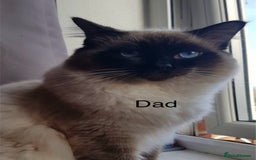 Ragdoll cats for sale: Beautiful Ragdoll kittens - Image 3