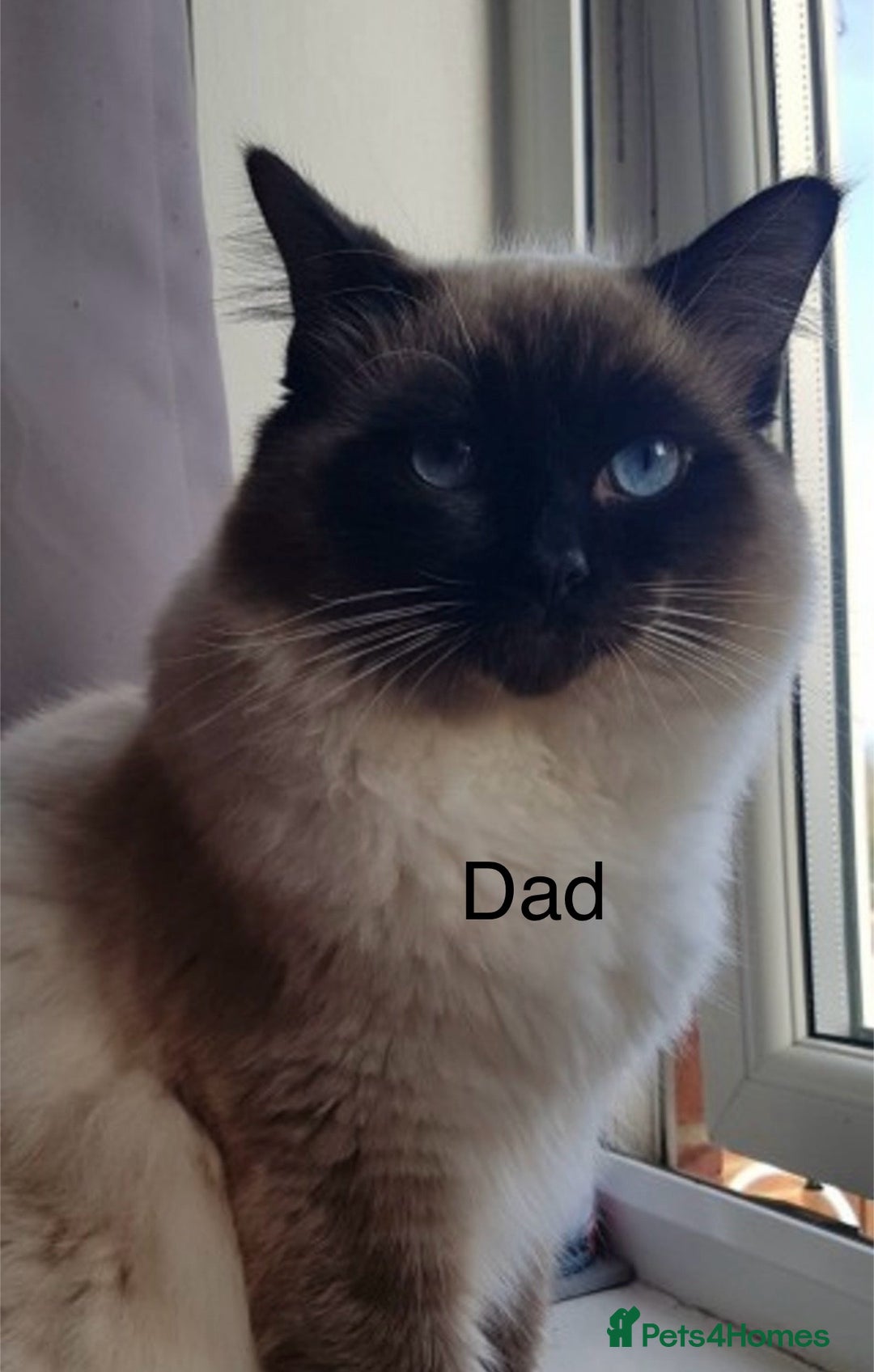 Ragdoll cats for sale: Beautiful Ragdoll kittens - Image 3