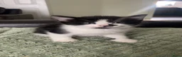 Mixed Breed cats for sale: 3 playful kittens left  - Advert 12
