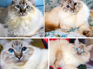 Ragdoll cats Stunning Adult available! - Advert 2