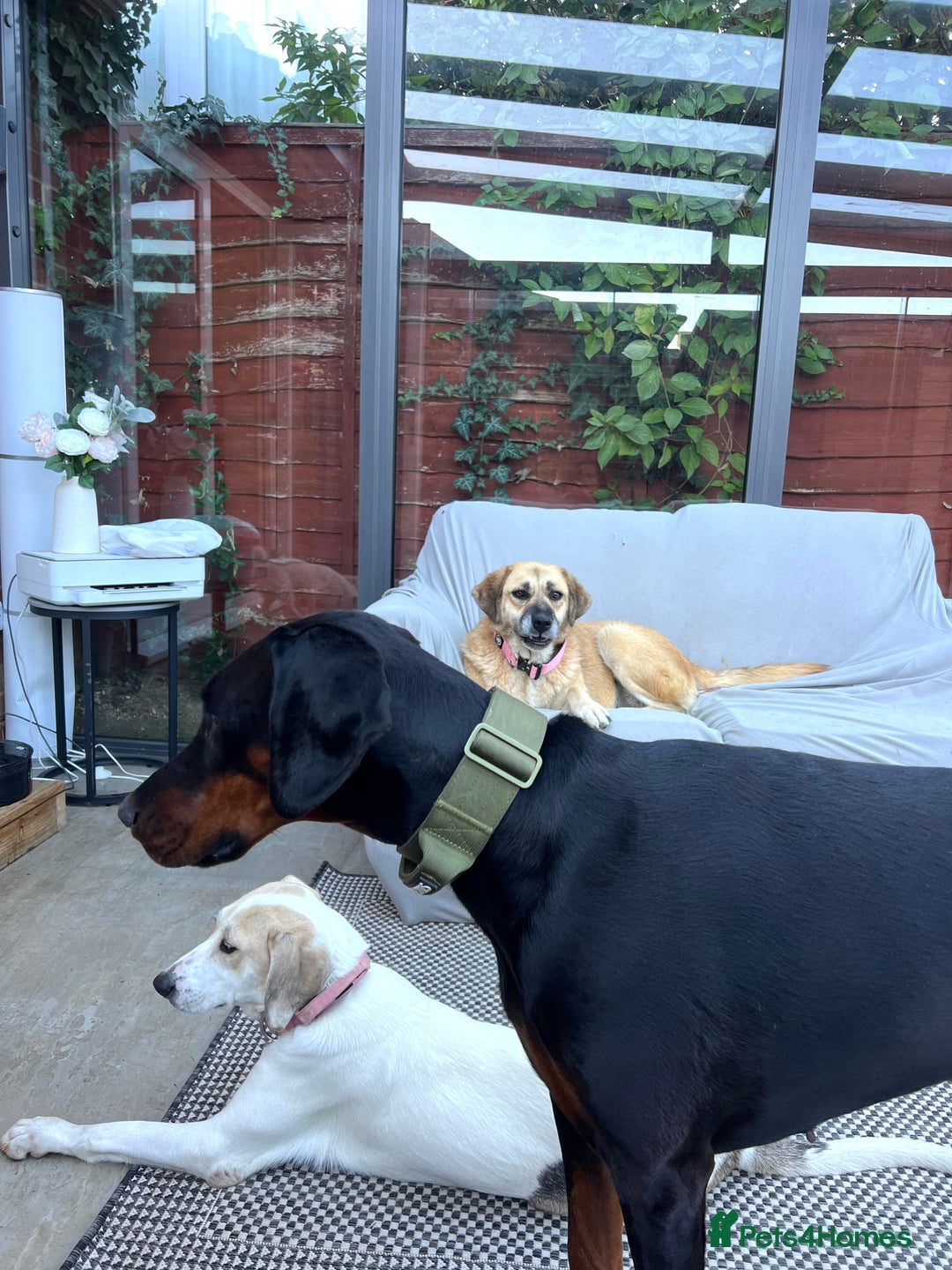 Mixed Breed dogs for adoption:  🧡 Cheeky Becca is Ready for her forever home!  - Image 6
