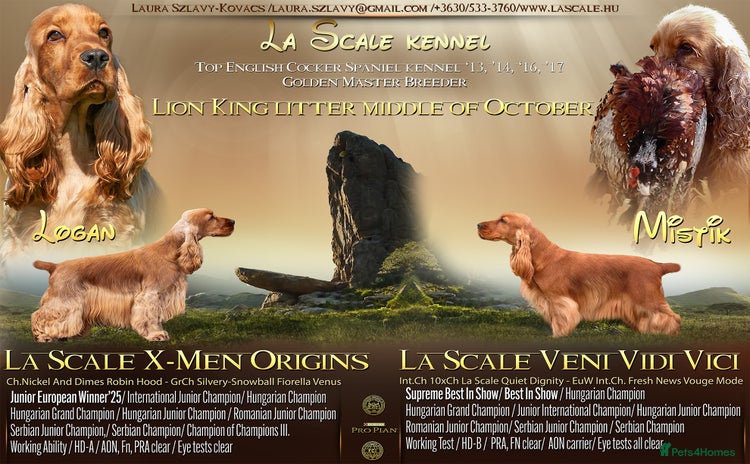 Cocker Spaniel dogs - Advert 11