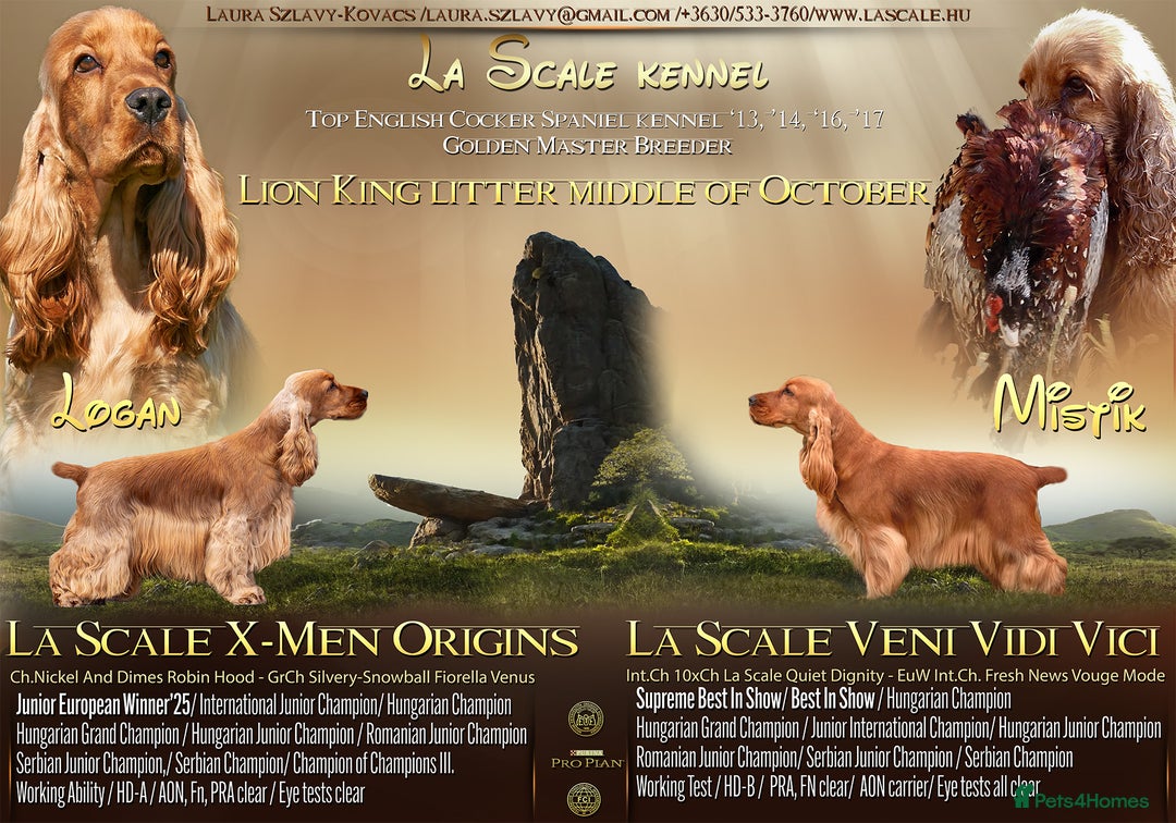 Cocker Spaniel dogs for sale: High quality cocker spaniel puppies - Image 1