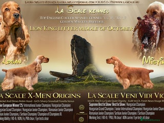 Cocker Spaniel dogs - Advert 28