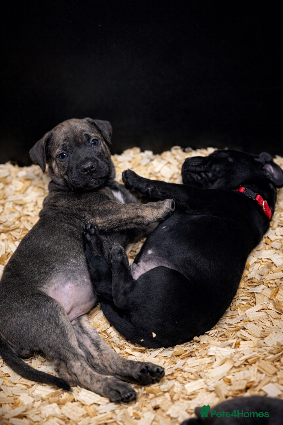 Presa Canario dogs for sale: Working Line Presa Canario Puppies - Advert 3
