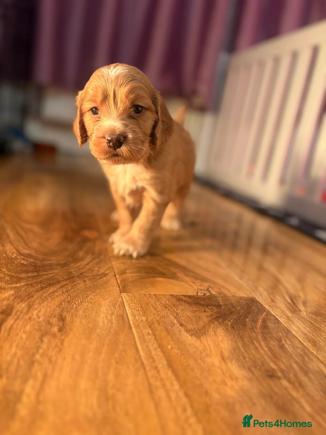Cocker Spaniel dogs for sale: Cocker spaniel pups for sale  - Advert 9