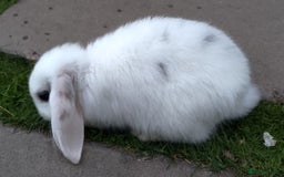 Mini Lop rabbits for sale: Gorgeous Mini Lop X French Bunnies Ready to Go! - Image 10