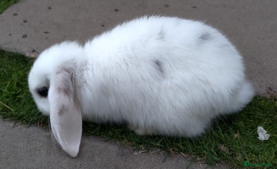 Mini Lop rabbits for sale: Gorgeous Mini Lop X French Bunnies Ready to Go! - Image 10