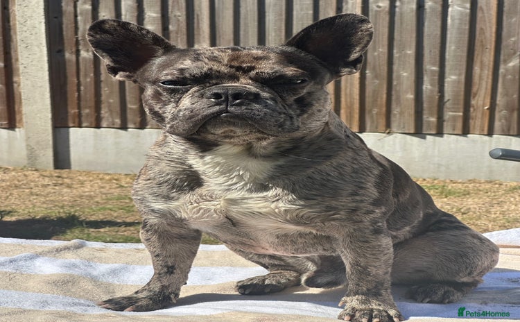 French Bulldog dogs - Advert 2
