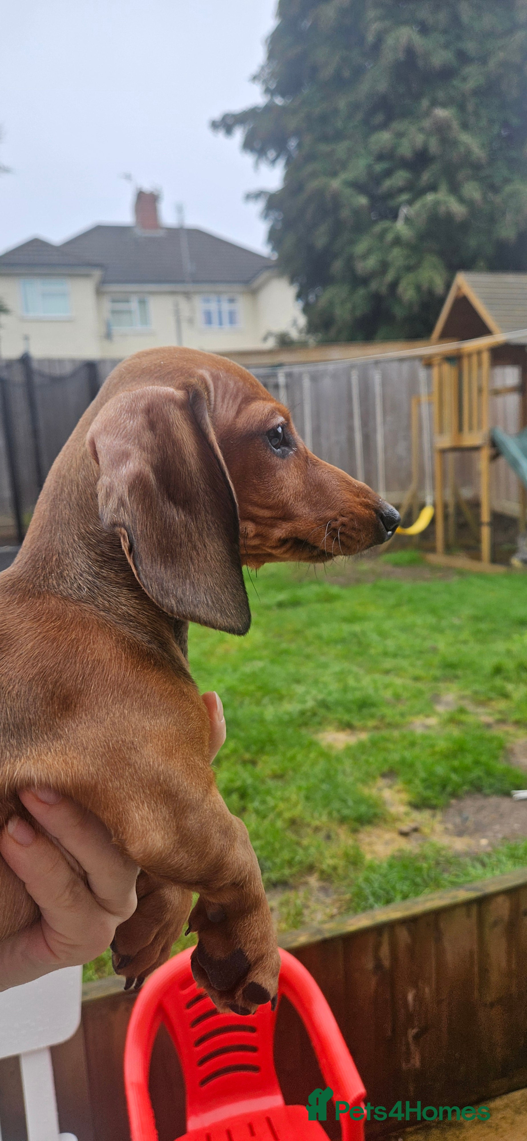 Miniature Dachshund dogs KC registered  PRA clear girls READY TO LEAVE  - Advert 12