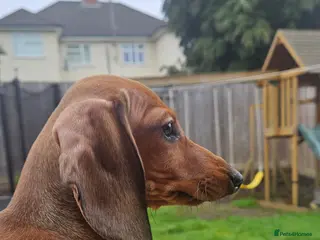 Miniature Dachshund dogs KC registered PRA clear girls READY TO LEAVE - Advert 12