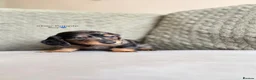 Miniature Dachshund dogs for sale:     Exceptional KC Long Haired Mini Dachshunds🤍 - Advert 17