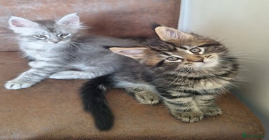 Maine Coon cats - Advert 12