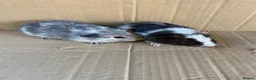 Guinea Pig rodents for sale: Baby Male Guinea Pigs - Advert 6