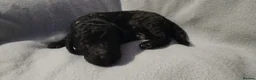 Standard Poodle dogs for sale: Beautiful standard poodle puppies - Advert 7