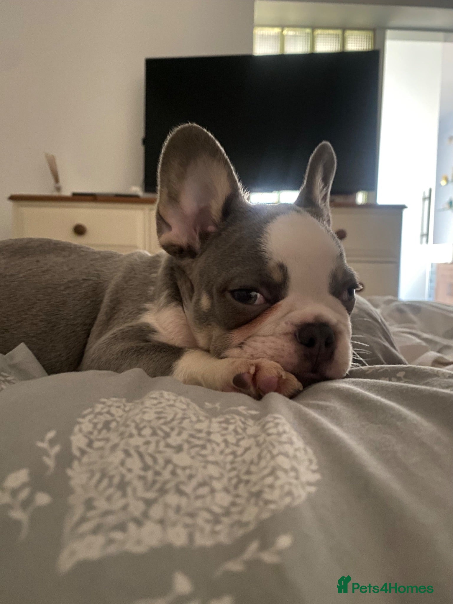 French Bulldog dogs KC registered French Bulldog puppies - Advert 1