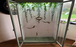 Finches birds for sale: Beautiful Aviary with lights  - Image 4